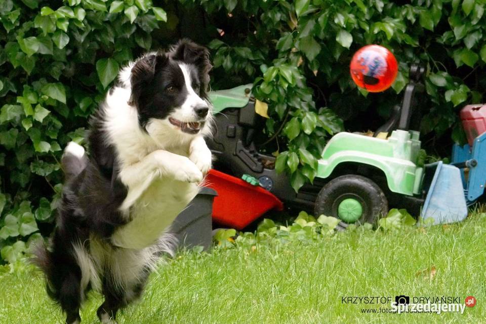 Szczeniak Border Collie Krotoszyn sprzedam
