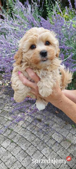 Szczeniaczek chłopiec Rosyjska Bolonka Kolorowa Daszewice