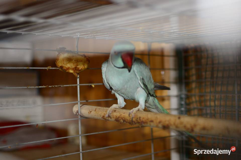 Aleksandreta obrożna oswojona Rzeszów sprzedam