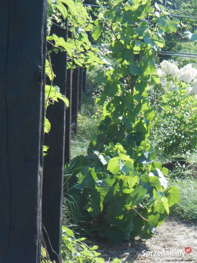 SPRZEDAM UROKLIWE SIEDLISKO W BORACH TUCHOLSKICH Śliwiczki