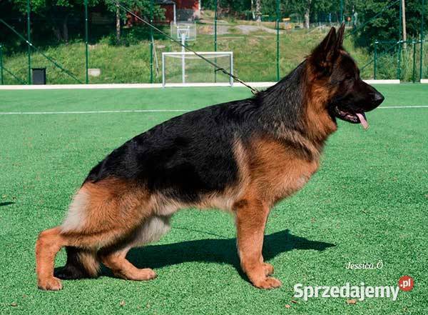 Owczarek niemiecki krótkowłosy szczeniak ZKwP Jelenia Góra