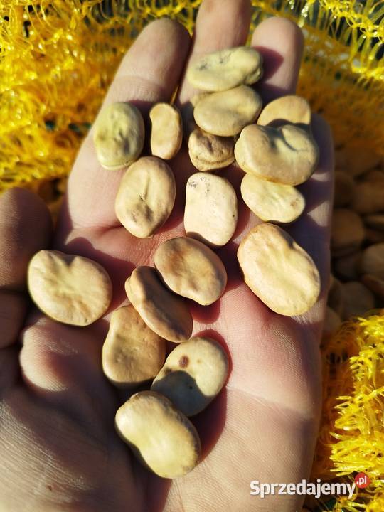 Sprzedam nasiona ziarno bobu Bizon Kalisz sprzedam