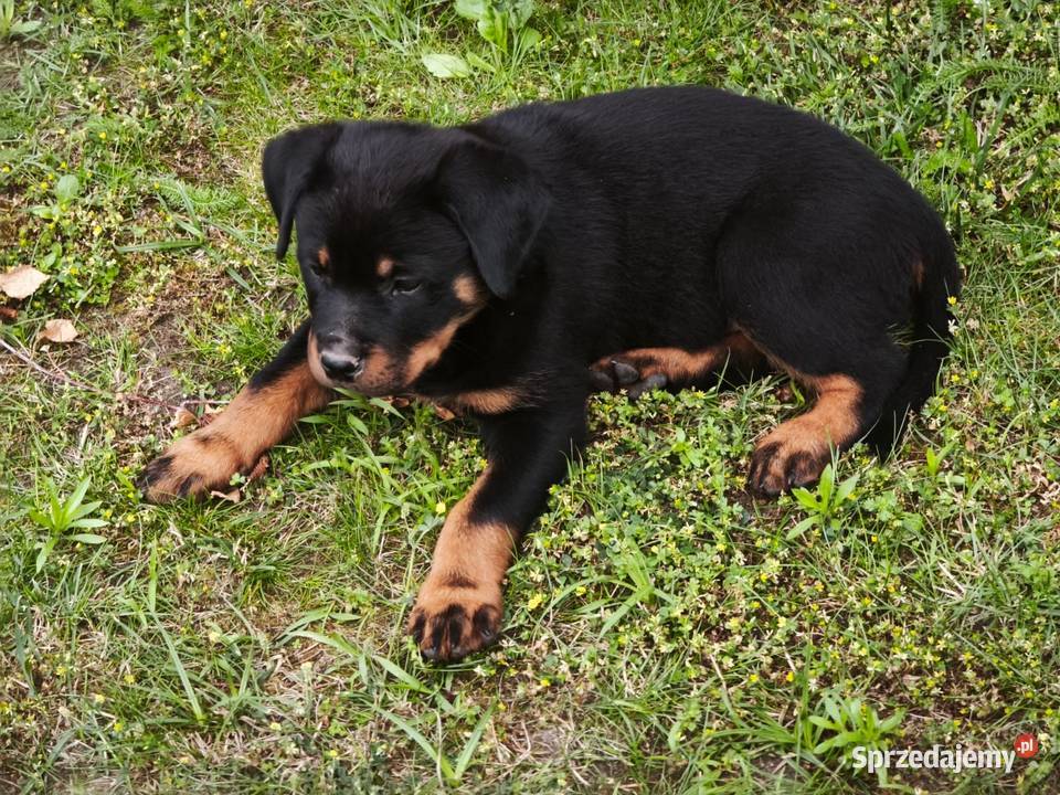 Rottweiler Szczenięta z Rodowodem Rottweiler Iłża