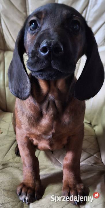 Posokowiec bawarski szczeniak piesek z rodowodem wielkopolskie Gniezno