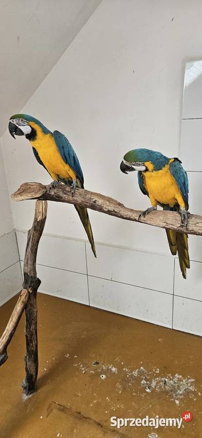 Ara Ararauna Para legowa z 2010