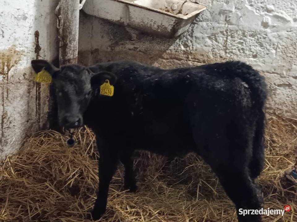 sprzedam cielaki
