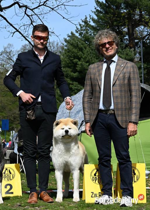 Akita inu akita japońska szczenię samiec ZKwP śląskie Częstochowa