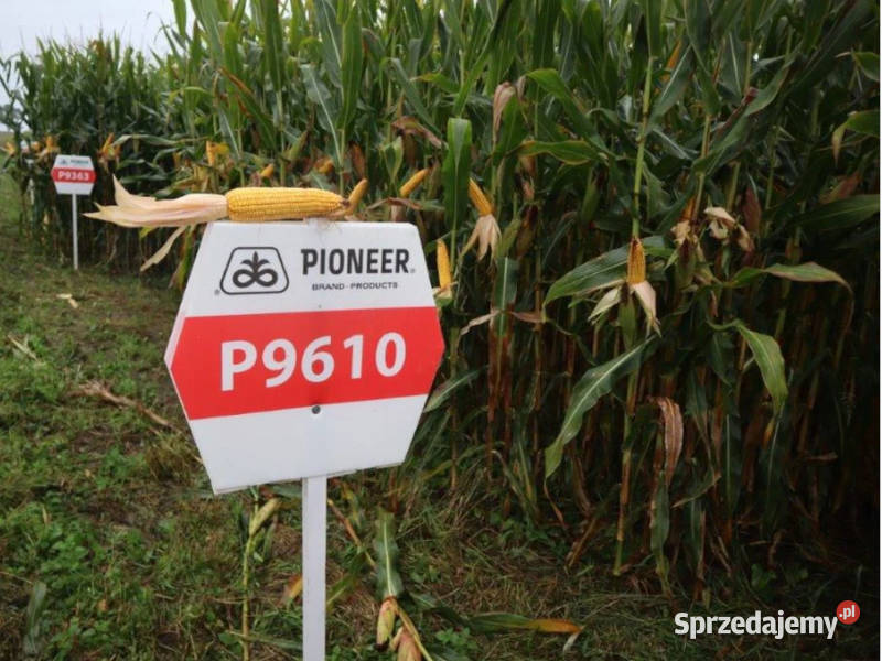 Kukurydza Pioneer P9610 Aquamax tolerancja na