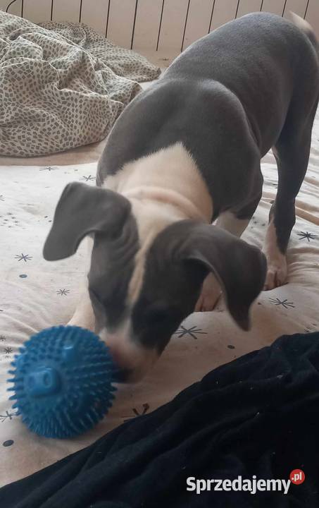 Amstaff American Staffordshire Terrier blue Załawcze