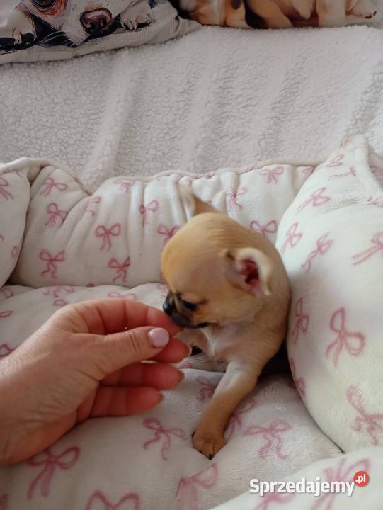 Mini suczka chihuahua Konin