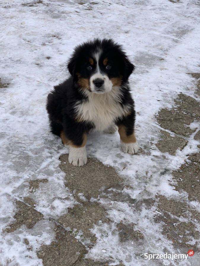 Berneński pies pasterski 25 miesiąca piesek Kotowo-Plac