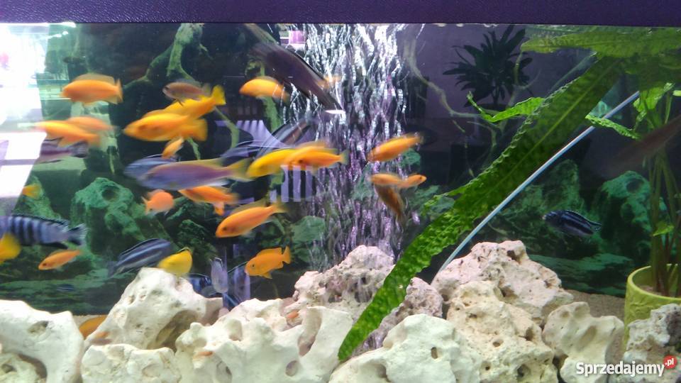 Sprzedam akwarium 375l Giżycko