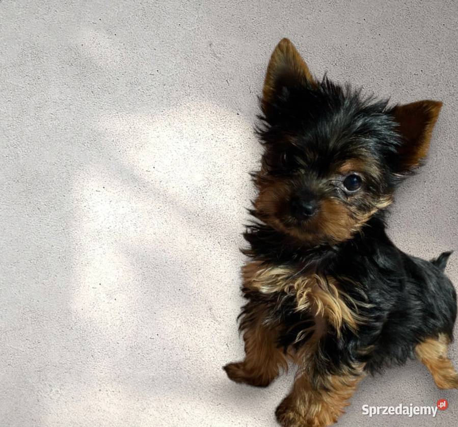 Bunia i Dioli Yorkshire Terrier czekają na nowy Oława