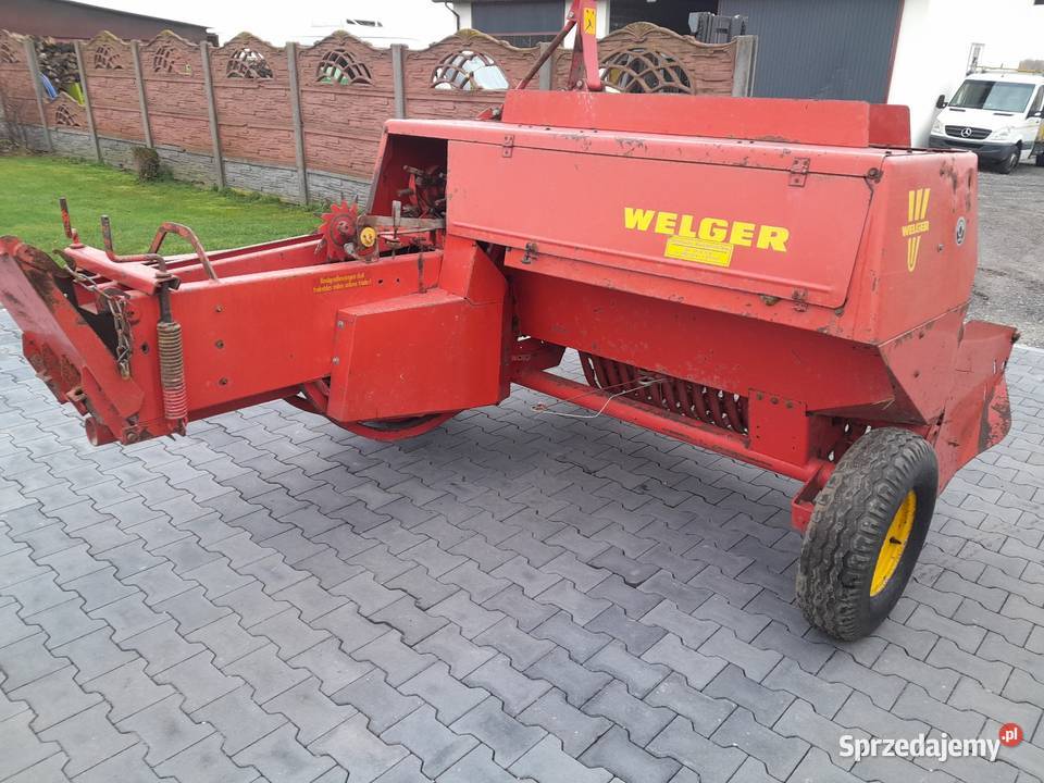 Sprzedam prase welger ap 52 sprowadzona Lechów