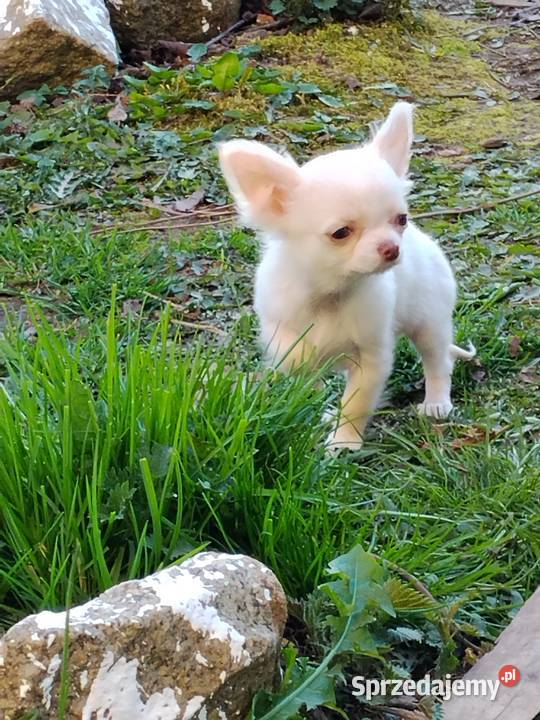 Śliczna malunia sunia chihuahua