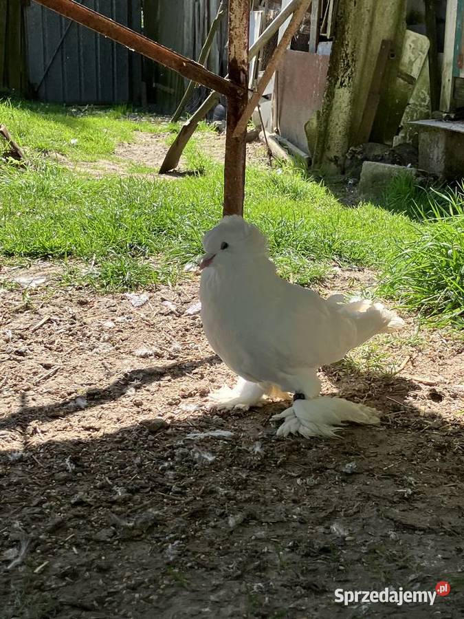 Sprzedam gołębie ozdobne Czółna sprzedam