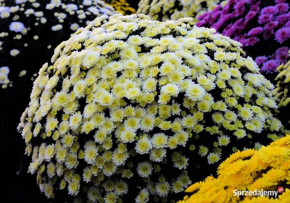 Chryzantema doniczkowa PRODUCENT hurt CZSK Kraków sprzedam