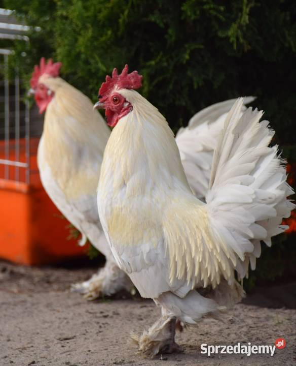 Jaja lęgowe karzełki łapciate Łochów