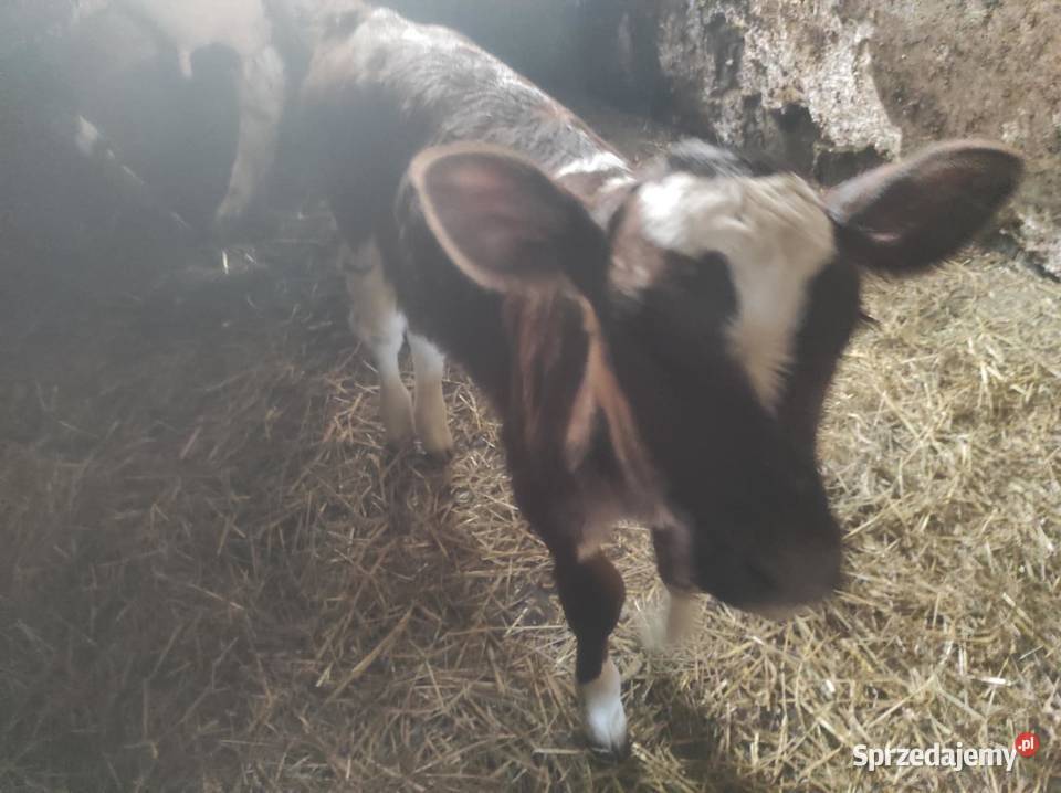 Sprzedam jałówki cielne Bydło Binczarowa