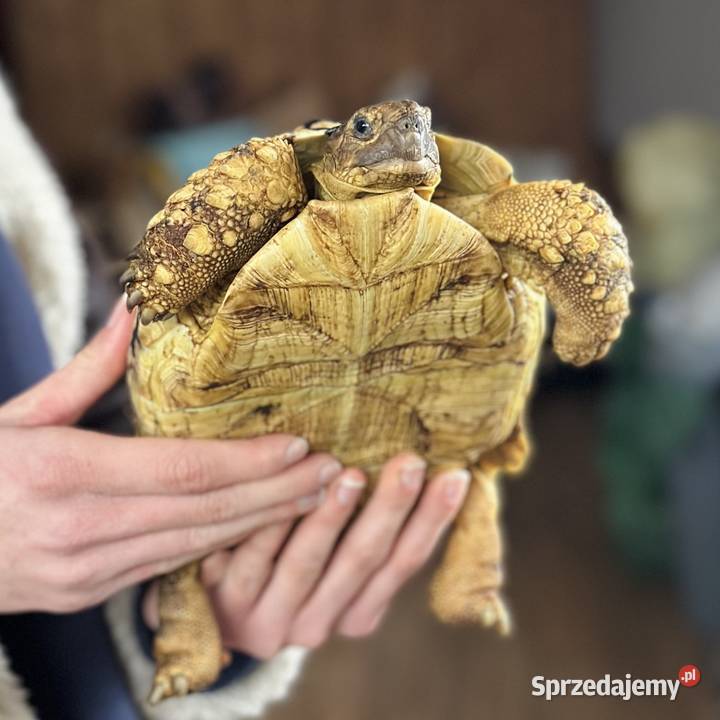Żółw lamparci samica stigmochelys pardalis Giżycko