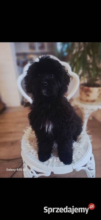 Shihpoo piesek Shihtzu Pudel toy miniatura