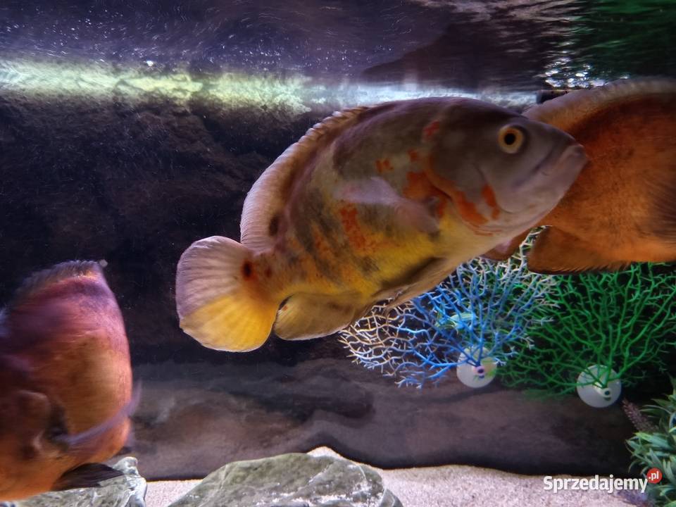 Pielegnica Pawiooka plus Zrojniki Kraków