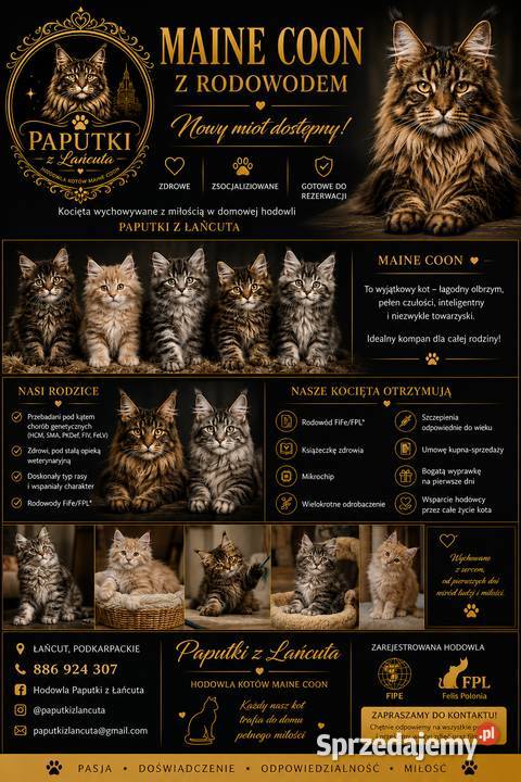 Twój Nowy Przyjaciel Czeka Właśnie Tutaj Maine Coon Łańcut