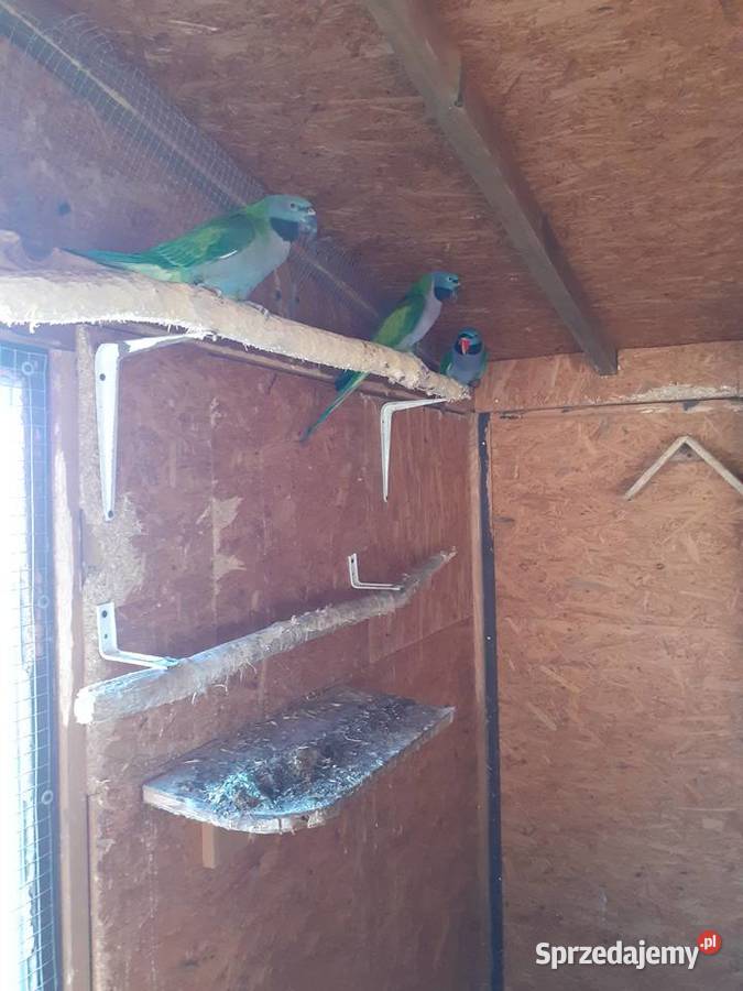 Papugi Aleksy Chińskie samice Trzciel sprzedam