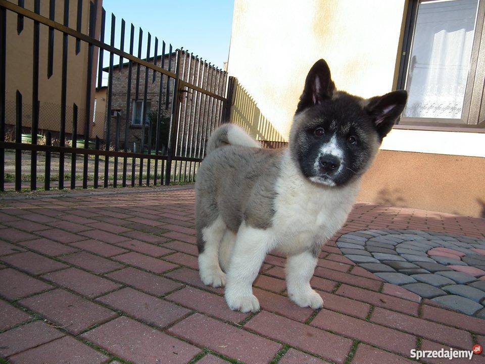 akita amerykańska Płońsk