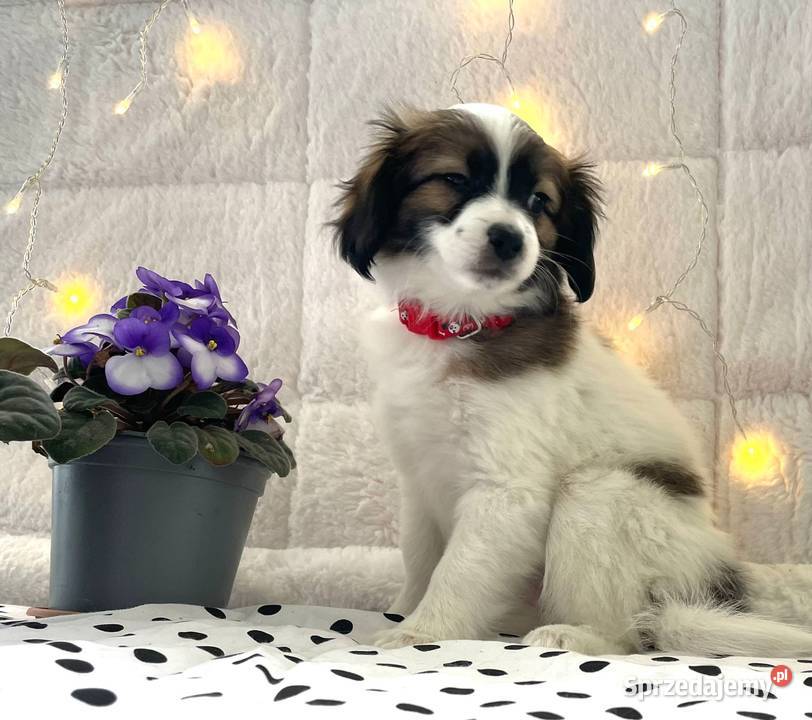 spaniel kontynentalny miniaturowy, phalene, nie papillon, ZKwP, FCI