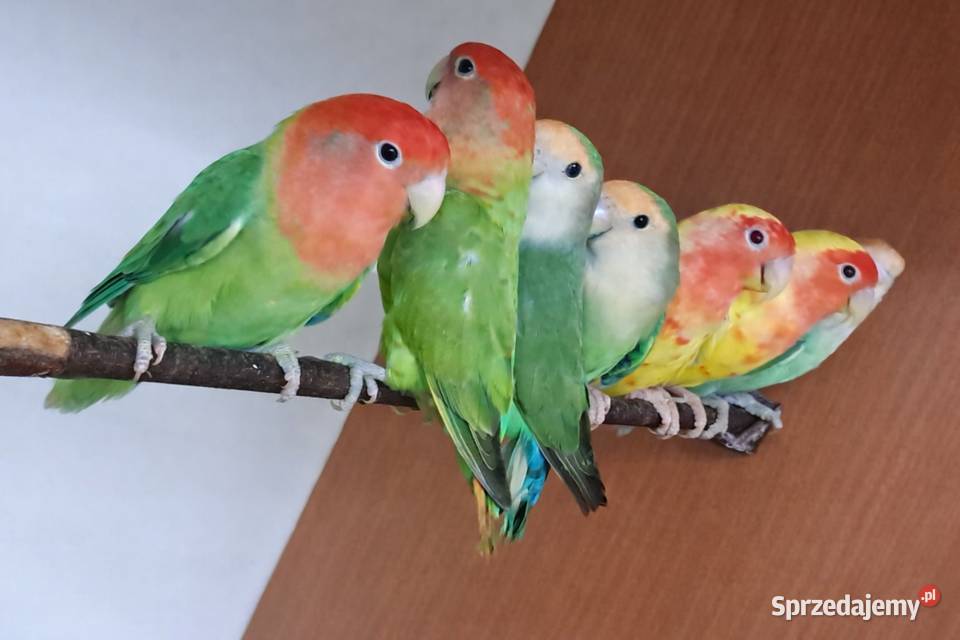 Papugi papużki nierozłączki Bochnia
