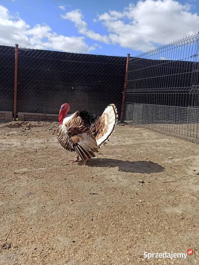 Jaja lęgowe indycze indyki Krasnystaw sprzedam