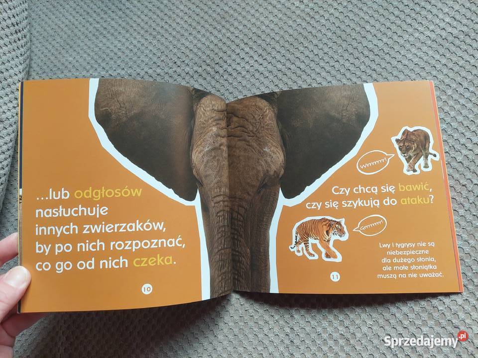 Co jeden słoń powiedział drugiemu Becky Baines