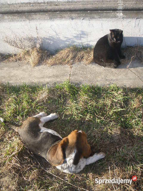 Basset Hound tricolor szczeniak z metryczką Lipno