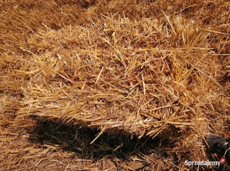 Sloma mała kostka zbiór 2025 Trawy, słoma