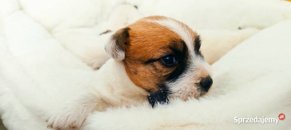 Jack Russell terrier szczeniaki Sadowie sprzedam