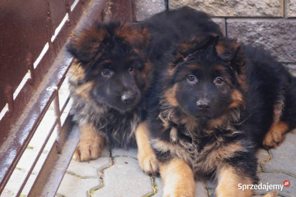 owczarek niemiecki szczeniak długowłosy z Owczarek mazowieckie Radom