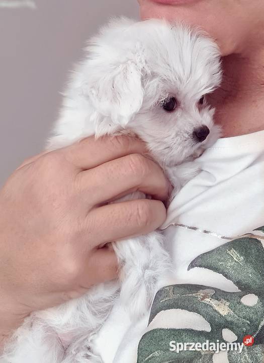 Piękny Maltańczyk piesek Metryka Urodzenia wielkopolskie