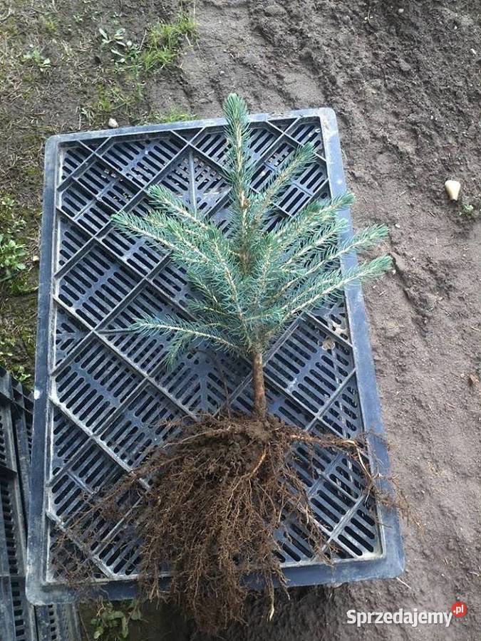 Świerk srebrny 30 40 Iglaste Szczecinek