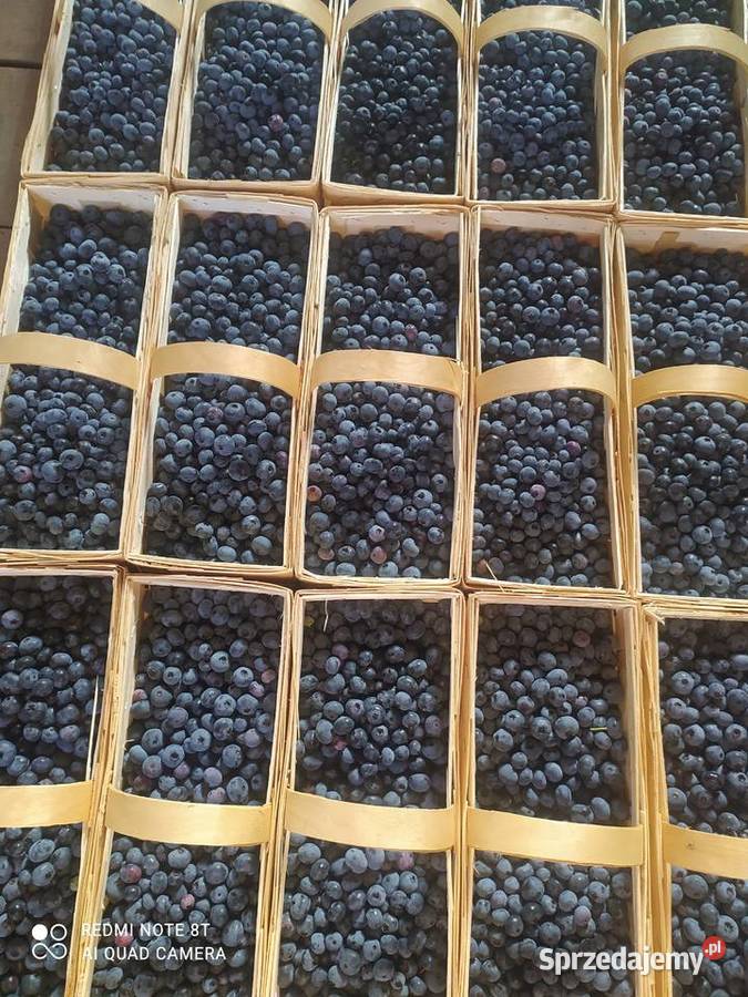 Sprzedam borówkę odmiana Bluecrop Dzisiejszy Wola Żyrowska