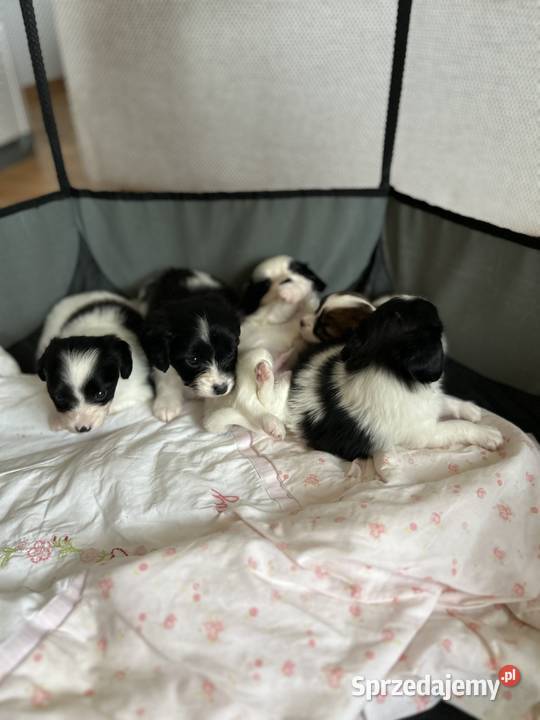 Spaniel kontynentalny phalene odmiana papillon Bielsko-Biała