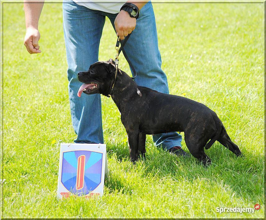 Staffordshire Bull Terrier Staffik Stafik Radom