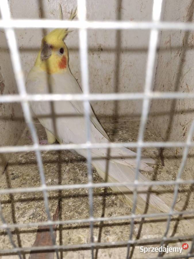 Para nimf lutino Szubin sprzedam