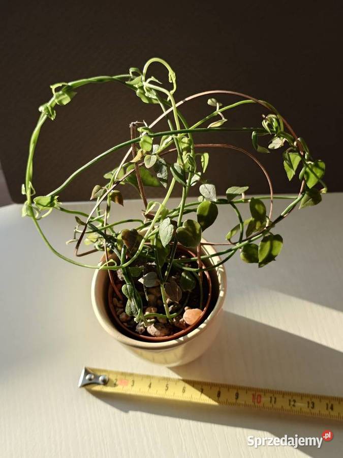 Ceropegia sukulent toinowate roślina w osłonce Warszawa