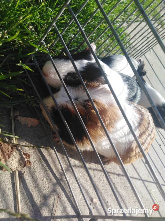 Świnki morskie Tomaszów Lubelski