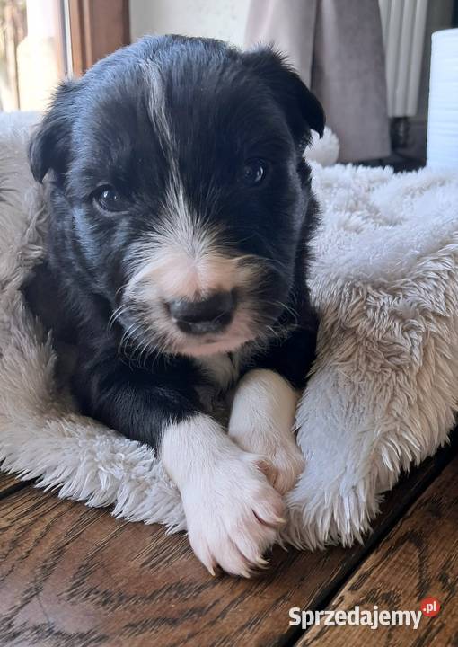 Border Collie piesek BATMAN z hodowli NEGRESSE Porąbka Uszewska sprzedam