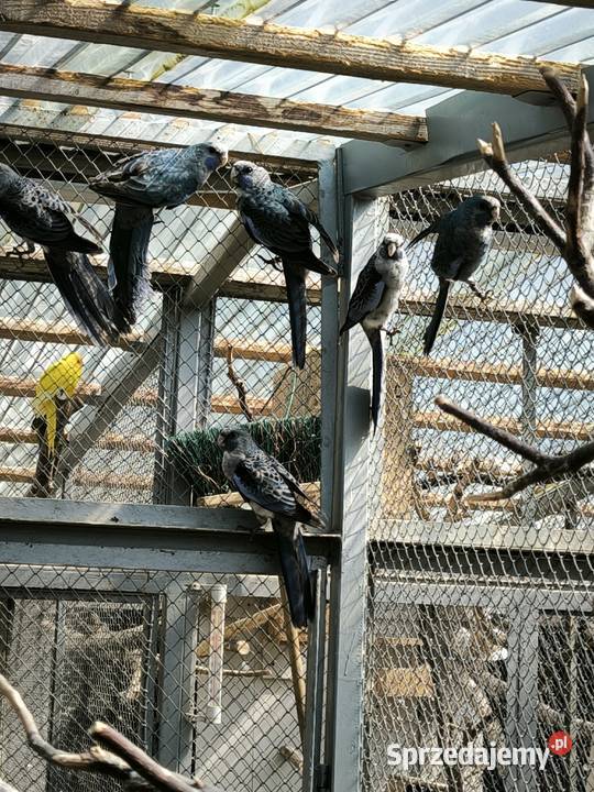 Papugi różne rodzaje małopolskie Lisia Góra