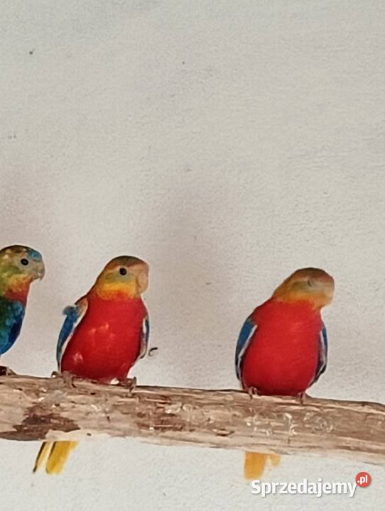 Łąkówka turkusowa opalowa Rybnik