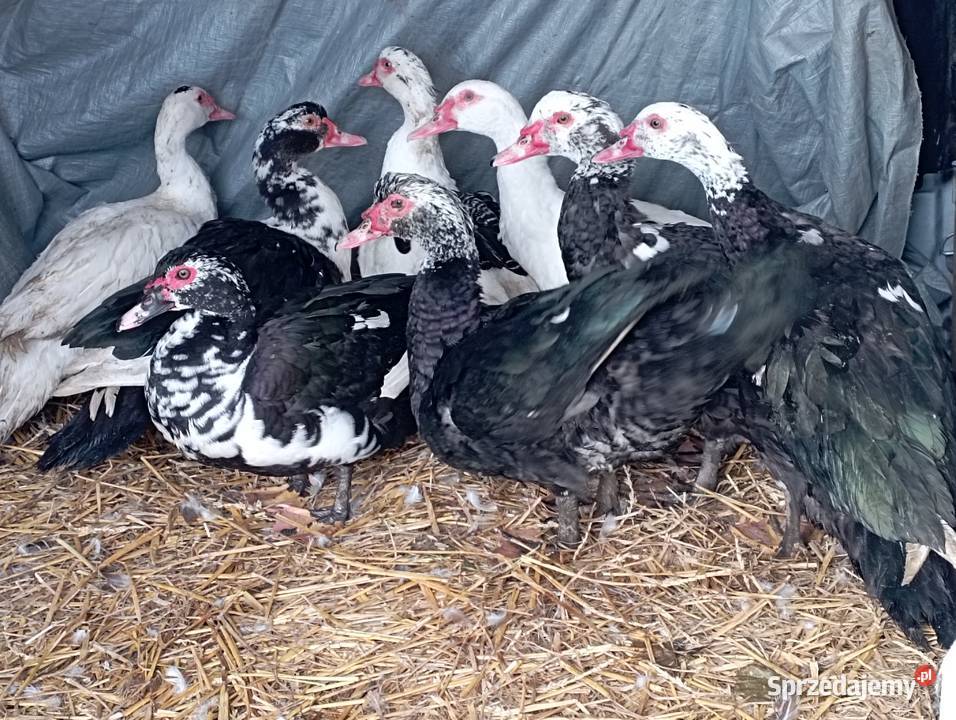 ŻYWE Kaczory Kaczki sporo sztuk MIX Do UbojuChów