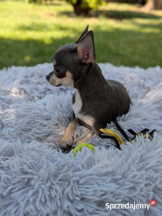 Chihuahua suczka xxs Szczaworyż